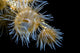 Beautiful Tiger Anemone Colony Top View Wall Decal