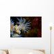 Beautiful Tiger Anemone Colony Close-up Wall Decal