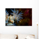 Beautiful Tiger Anemone Colony Close-up Wall Decal