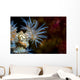 Beautiful Tiger Anemone Colony Close-up Wall Decal