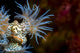 Beautiful Tiger Anemone Colony Close-up Wall Decal