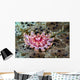 Juvenile Crown-of-thorns Starfish Cebu Wall Decal