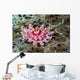 Juvenile Crown-of-thorns Starfish Cebu Wall Decal