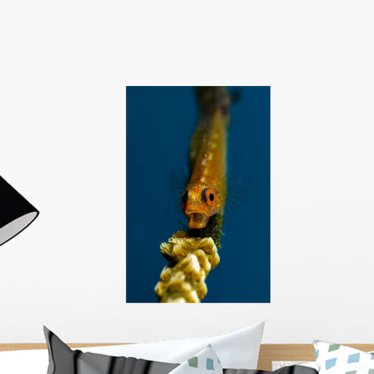 Yawning Wire Coral Goby Wall Decal
