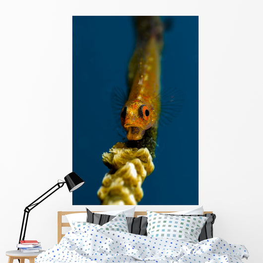 Yawning Wire Coral Goby Wall Decal