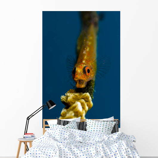 Yawning Wire Coral Goby Wall Decal
