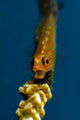 Yawning Wire Coral Goby Wall Decal