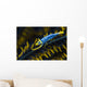 Crinoid Shrimp Cebu Philippines Wall Decal