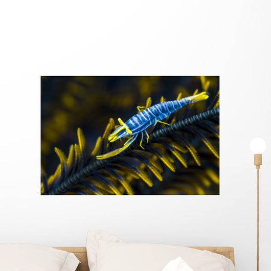 Crinoid Shrimp Cebu Philippines Wall Decal