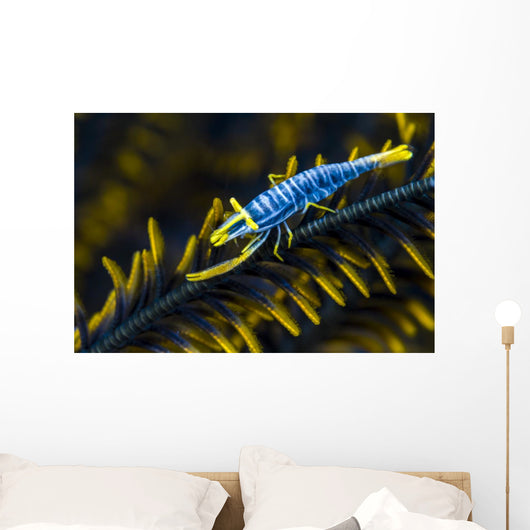 Crinoid Shrimp Cebu Philippines Wall Decal