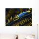 Crinoid Shrimp Cebu Philippines Wall Decal