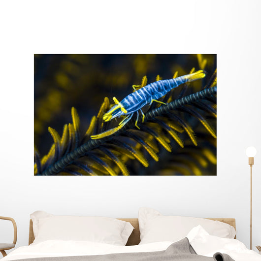 Crinoid Shrimp Cebu Philippines Wall Decal