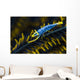 Crinoid Shrimp Cebu Philippines Wall Decal