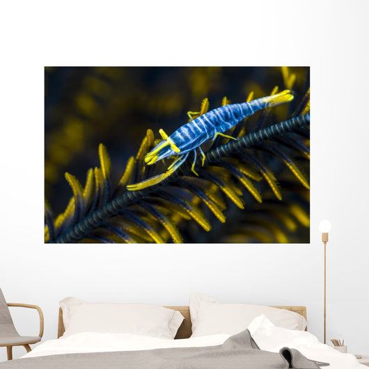 Crinoid Shrimp Cebu Philippines Wall Decal