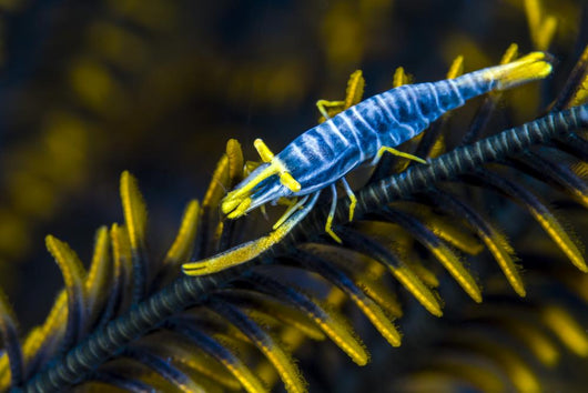 Crinoid Shrimp Cebu Philippines Wall Decal