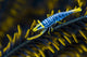 Crinoid Shrimp Cebu Philippines Wall Decal