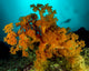 Soft Coral with Diver Wall Decal