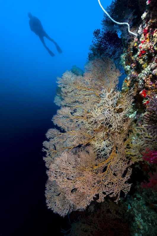 Sea Fan with Diver Wall Decal