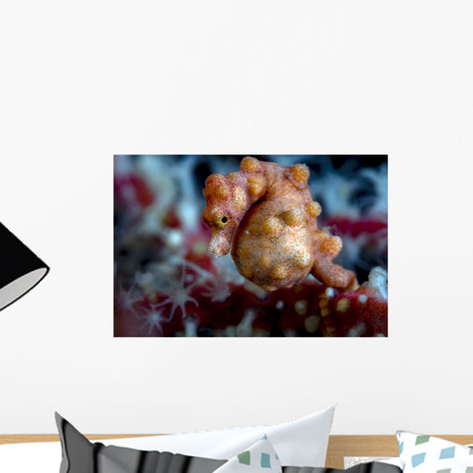 Pregnant Pygmy Seahorse Cebu Horizontal Wall Decal