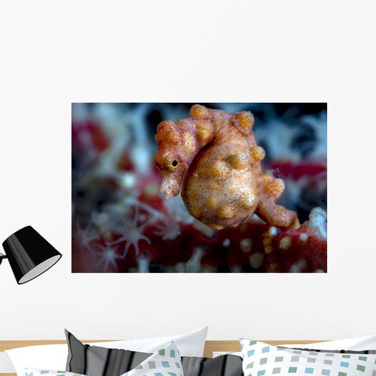 Pregnant Pygmy Seahorse Cebu Horizontal Wall Decal