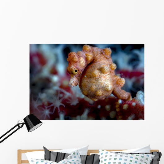 Pregnant Pygmy Seahorse Cebu Horizontal Wall Decal