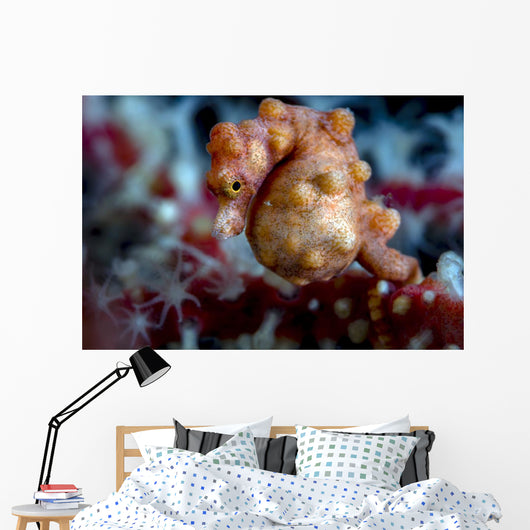 Pregnant Pygmy Seahorse Cebu Horizontal Wall Decal