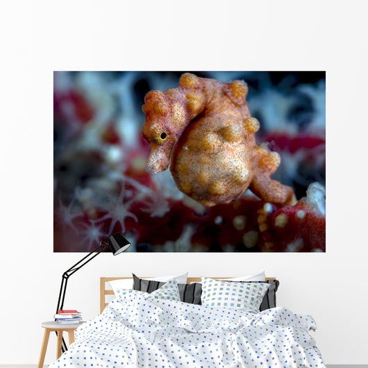 Pregnant Pygmy Seahorse Cebu Horizontal Wall Decal