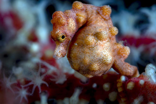 Pregnant Pygmy Seahorse Cebu Horizontal Wall Decal