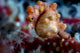 Pregnant Pygmy Seahorse Cebu Horizontal Wall Decal