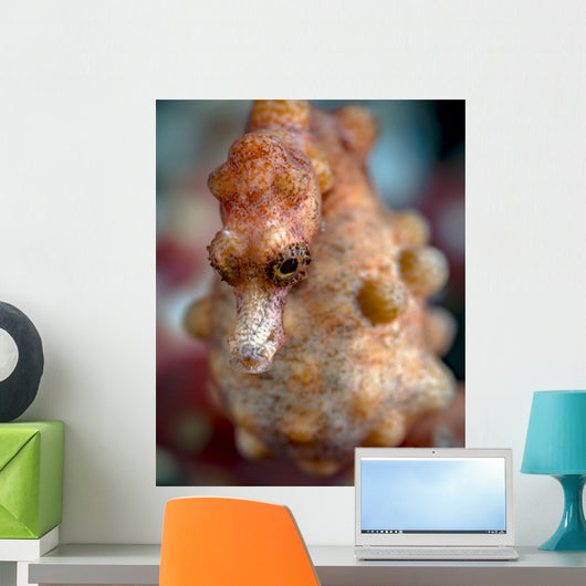 Pregnant Pygmy Seahorse Cebu Wall Decal