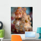 Pregnant Pygmy Seahorse Cebu Wall Decal