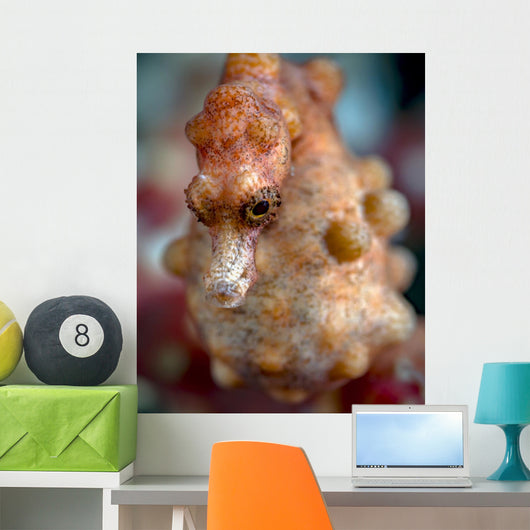 Pregnant Pygmy Seahorse Cebu Wall Decal