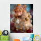 Pregnant Pygmy Seahorse Cebu Wall Decal