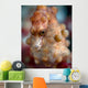 Pregnant Pygmy Seahorse Cebu Wall Decal