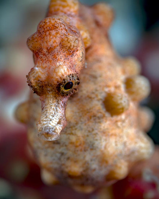 Pregnant Pygmy Seahorse Cebu Wall Decal