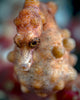 Pregnant Pygmy Seahorse Cebu Wall Decal