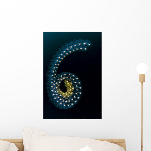 Pelagic Tunicates Cebu Philippines Wall Decal