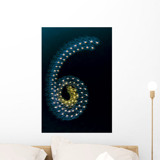 Pelagic Tunicates Cebu Philippines Wall Decal