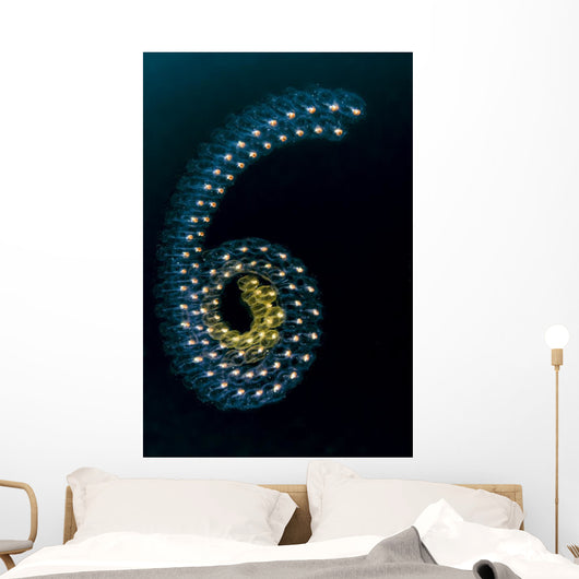Pelagic Tunicates Cebu Philippines Wall Decal