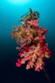 Buoy Encrusted Soft Coral Wall Decal