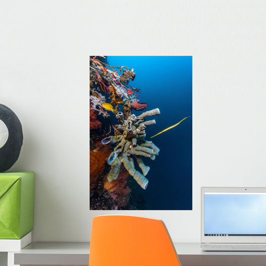 Golden Phase Trumpetfish with Wall Decal
