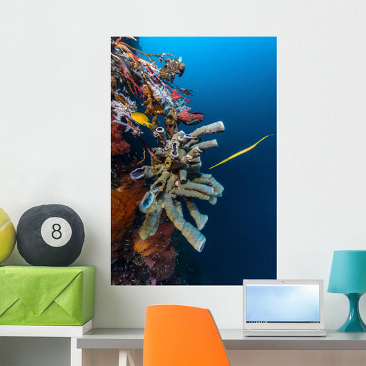 Golden Phase Trumpetfish with Wall Decal