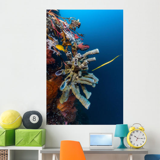 Golden Phase Trumpetfish with Wall Decal
