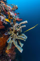 Golden Phase Trumpetfish with Wall Decal
