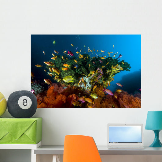 Reef Scene with Anthias Wall Decal
