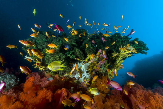 Reef Scene with Anthias Wall Decal