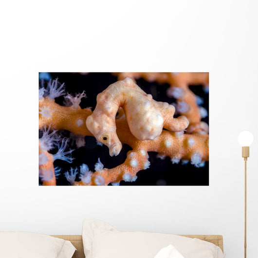 Denise Pygmy Seahorse Cebu Wall Decal
