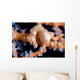 Denise Pygmy Seahorse Cebu Wall Decal