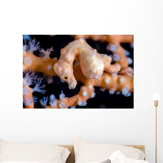 Denise Pygmy Seahorse Cebu Wall Decal