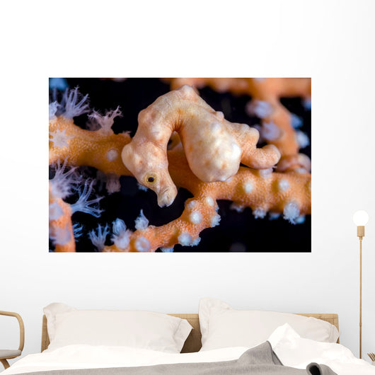 Denise Pygmy Seahorse Cebu Wall Decal